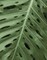 Tropica II Poster Print by Jeff/Boyce Maihara/Watt - Item # VARPDX5345